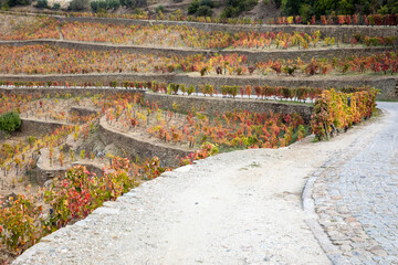 Autumn in Douro Valley, Portugal