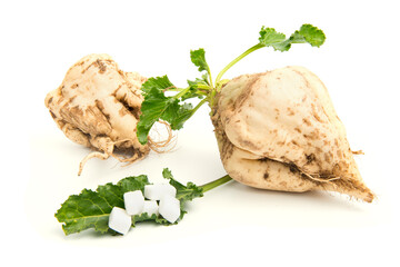Freshly harvested sugar beet on isolated on white background