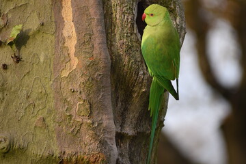 Ring-necked parakeets are recognised by their loud squawking calls including in flight They have green plumage red bill and eye-ring and are seen along the Thames and common in suburban western London