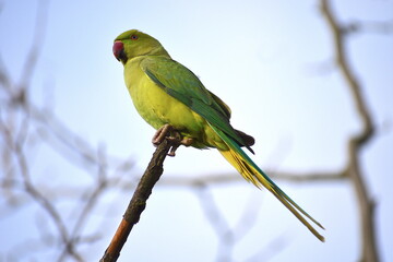 Ring-necked parakeets have long tail outlined in flight green plumage darker on the wings and red bill They have escaped from captivity and are alien species to Britain seen along the Thames in London