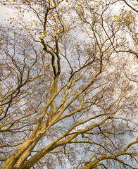 Trees without any leaves in November on a clear day
