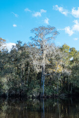 The landscape of New Tampa and Hillsborough river in Florida