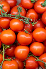 fresh red tomatoes in green bush