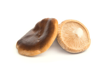 freshly picked thistle mushrooms isolated on white background