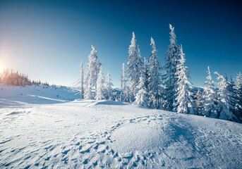 Sunny frosty day in snowy coniferous forest. Christmas holiday concept.