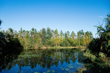 Leaf change color in autumn of Florida