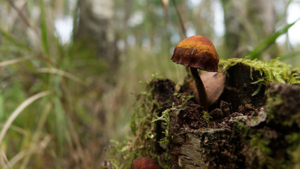 Mushrooms at autumn in germany into nature in a forest