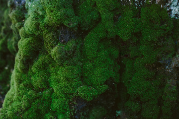 Tree with natural moss and lichen, northern nature