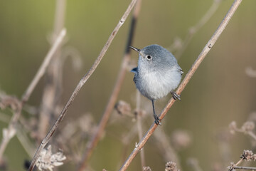 Blue Gray Gnatcatcher clings to vegetation branch while twisting neck to look to left in lagoon.