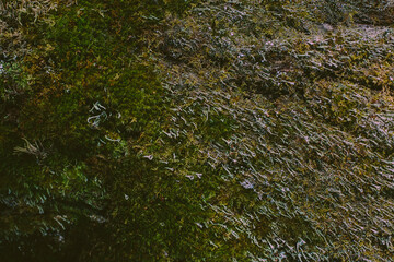 Tree with natural moss and lichen, northern nature