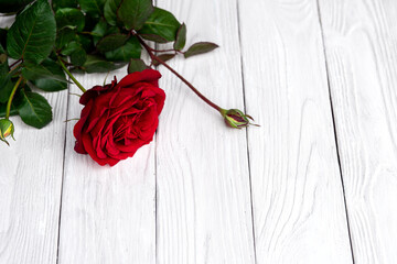 Red rose flower lying on the white textued painted boards. Romantic background for Valentines day greeting card.