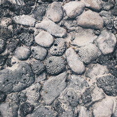 Corals fossilized in stones and sand in the beach