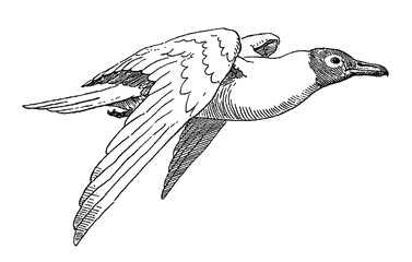 Flying black-headed gull, chroicocephalus ridibundus in side view
