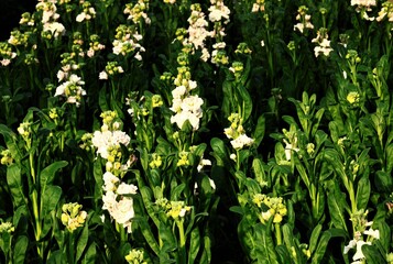 Fototapeta premium ストックの花