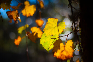 Fall Leaves in Alabama
