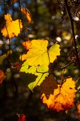 Fall Leaves in Alabama
