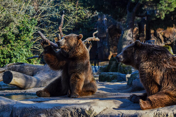 bear in the zoo