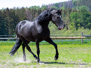 Cheerful dancing black horse in the paddock