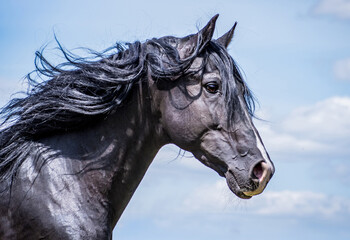 Fototapeta premium Portrait of a noble and wild black stallion