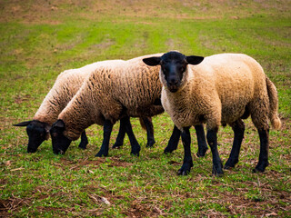 Corderos pastando.
Borregos. 