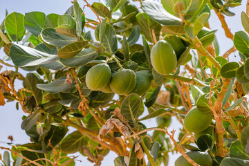 Mergouza, morocco, landscape of the desert
