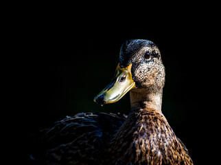 Close-up portrait of a female wild duck