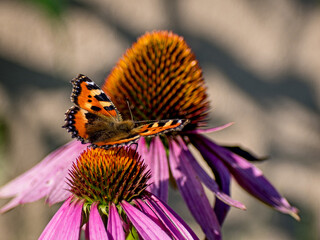 Vanessa Atalanta butterfly for breakfast on Echinacea purpurea