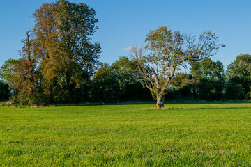 Huge lonely isolated tree on an agricultural field, nature in decline due to exploitation by agriculture, last one tree standing on farmland.