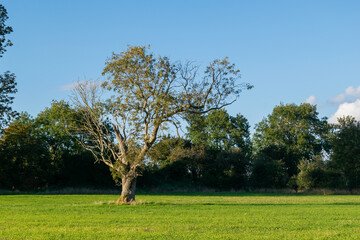 Huge lonely isolated tree on an agricultural field, nature in decline due to exploitation by agriculture, last one tree standing on farmland.