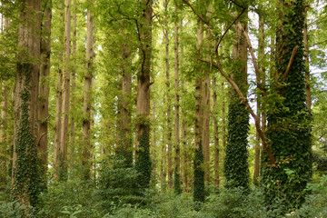 Mizumoto Park