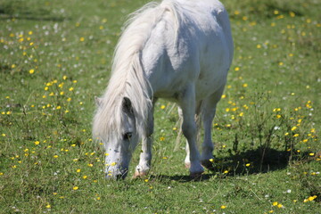 Naklejka na ściany i meble white horse grazing in field