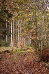 Waldwege im herbstlichen Wald