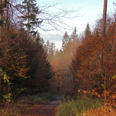 Waldwege im herbstlichen Wald