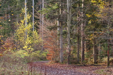 Waldwege im herbstlichen Wald