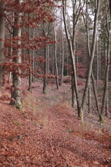 Waldwege im herbstlichen Wald