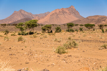 Fototapeta na wymiar Mergouza, Morocco, landscape of the desert, oase