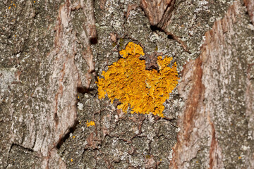 Wall Xanthoria (Latin Xanthoria parietina) is a lichen of the Telochistaceae family, a species of...