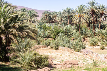 Fototapeta na wymiar Agdz, Morocco, oase, palm tree, oase,