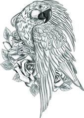 head parrot macaw black, white sketch vector illustration © Снежана Дашкевич