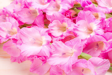 ピンクのグラジオラスの切り花のアップ