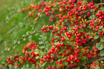 Naklejka premium Close-up red cotoneaster berries horizontal in autumn.Beautiful autumnal natural background.Garden evergreens