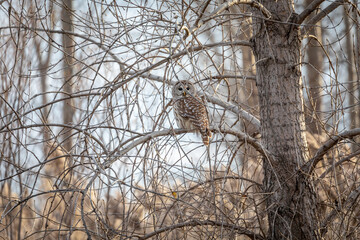 Barred owl hunting in a field in winter, Quebec, Canada.