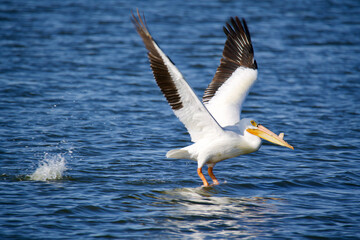 Fototapeta na wymiar Pelican takeoff 