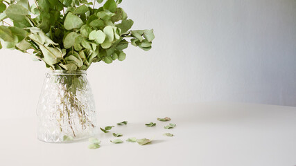 Ramo de hojas de eucaliptus secas en un pote de vidrio sobre una mesa blanca elegante con estilo moderno en un apartamento iluminado con luz natural cálido y confortable 