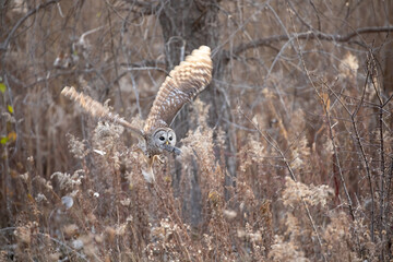 Barred owl hunting in a field in winter, Quebec, Canada.