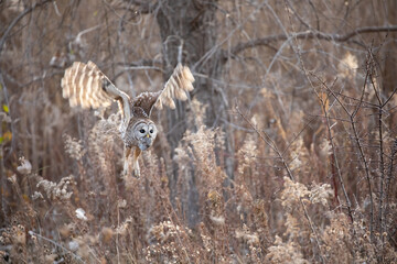 Barred owl hunting in a field in winter, Quebec, Canada.