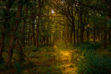 Obraz premium Neila111