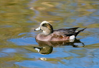 Obraz premium American Wigeon duck in the Fall Season with golden lake reflections.
