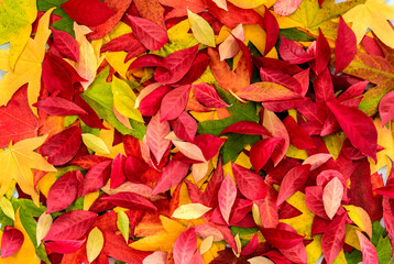 Autumn colourful maple and burning bush leaves creating a beautiful background 