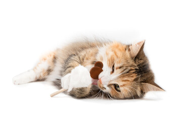 Cat chewing on lollipop. Cute kitty lying sideways while licking or gnawing a mouse shaped...